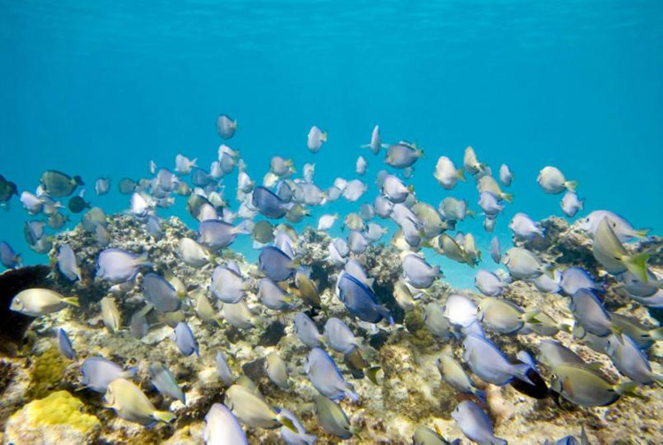 Underwater Fish